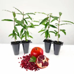 Wonderful Pomegranate Fruit Tree Live Plant - Edible Punica Granatum - Image 3