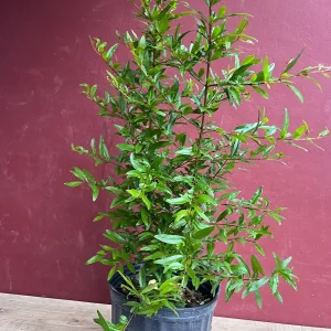 Wonderful Pomegranate Live Tree – 3 Gallon Pot – Sweet-Tart Fruit – Outdoor - Image 2