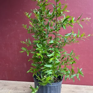 Wonderful Pomegranate Live Tree – 3 Gallon Pot – Sweet-Tart Fruit – Outdoor - Image 4
