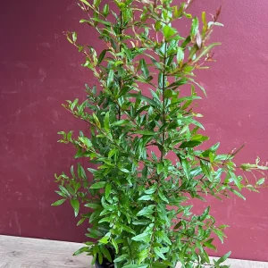 Wonderful Pomegranate Live Tree – 3 Gallon Pot – Sweet-Tart Fruit – Outdoor - Image 5