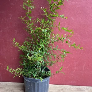 Wonderful Pomegranate Live Tree – 3 Gallon Pot – Sweet-Tart Fruit – Outdoor - Image 6