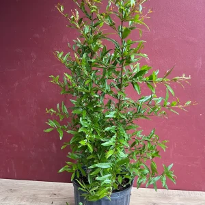 Wonderful Pomegranate Live Tree – 3 Gallon Pot – Sweet-Tart Fruit – Outdoor - Image 8