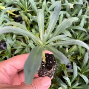 Wormseed Wallflower Live Plant - Erysimum Cheiranthoides Perennial Flower, 18-24 inches tall, Outdoor - Image 10