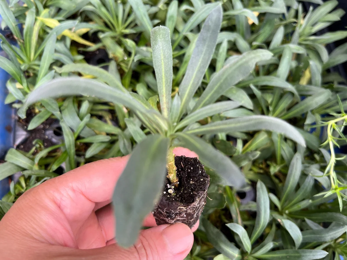 Wormseed Wallflower Live Plant - Erysimum Cheiranthoides Perennial Flower, 18-24 inches tall, Outdoor - Image 10