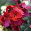 Wormseed Wallflower Live Plant - Erysimum Cheiranthoides Perennial Flower, 18-24 inches tall, Outdoor - Image 1