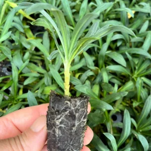 Wormseed Wallflower Live Plant - Erysimum Cheiranthoides Perennial Flower, 18-24 inches tall, Outdoor - Image 2