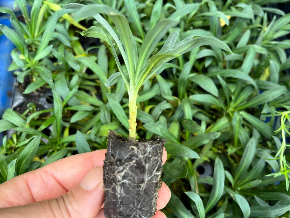 Wormseed Wallflower Live Plant - Erysimum Cheiranthoides Perennial Flower, 18-24 inches tall, Outdoor - Image 2