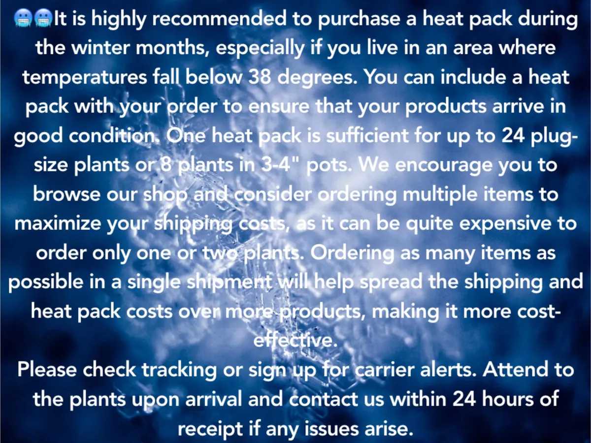 Wormseed Wallflower Live Plant - Erysimum Cheiranthoides Perennial Flower, 18-24 inches tall, Outdoor - Image 3