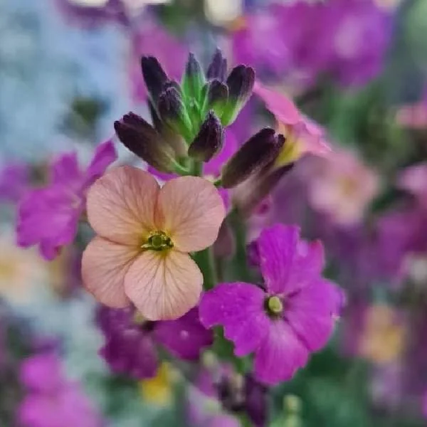 Wormseed Wallflower Live Plant - Erysimum Cheiranthoides Perennial Flower, 18-24 inches tall, Outdoor - Image 4