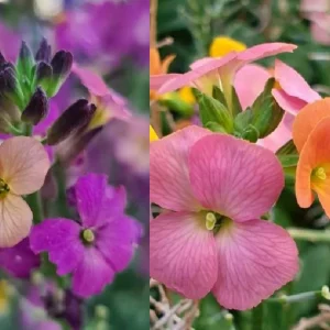 Wormseed Wallflower Live Plant - Erysimum Cheiranthoides Perennial Flower, 18-24 inches tall, Outdoor - Image 7