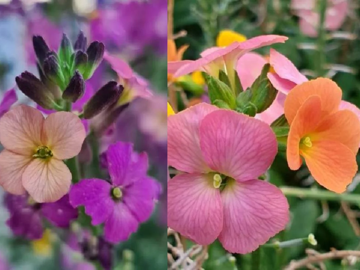 Wormseed Wallflower Live Plant - Erysimum Cheiranthoides Perennial Flower, 18-24 inches tall, Outdoor - Image 7