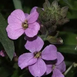 Wormseed Wallflower Live Plant - Erysimum Cheiranthoides Perennial Flower, 18-24 inches tall, Outdoor - Image 8