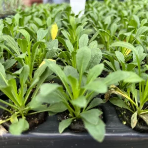 Wormseed Wallflower Live Plant - Erysimum Cheiranthoides Perennial Flower, 18-24 inches tall, Outdoor - Image 9