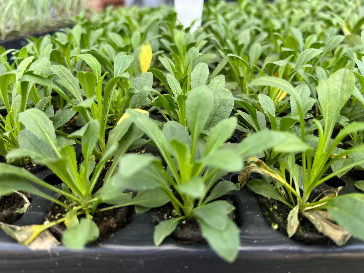 Wormseed Wallflower Live Plant - Erysimum Cheiranthoides Perennial Flower, 18-24 inches tall, Outdoor - Image 9