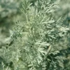 Wormwood Herb Live Plant - 1 Foot Tall, Potted in 6 inch Container - Image 1