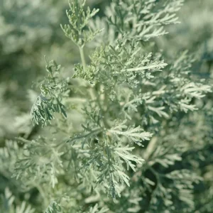 Wormwood Herb Live Plant - 1 Foot Tall, Potted in 6 inch Container - Image 1