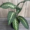 Xanthosoma Lindenii Magnificum Live Plant – Angel Wing Plant – 6 inch Pot - Image 1
