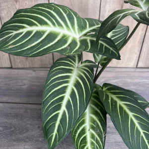 Xanthosoma Lindenii Magnificum Live Plant – Angel Wing Plant – 6 inch Pot - Image 2