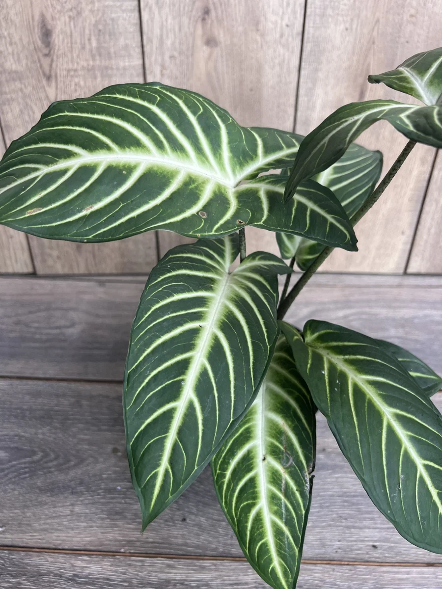 Xanthosoma Lindenii Magnificum Live Plant – Angel Wing Plant – 6 inch Pot - Image 2