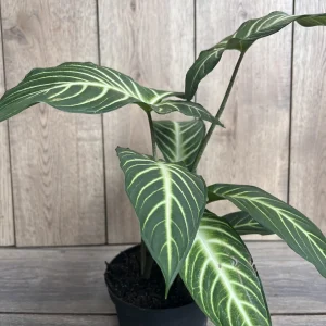 Xanthosoma Lindenii Magnificum Live Plant – Angel Wing Plant – 6 inch Pot - Image 4