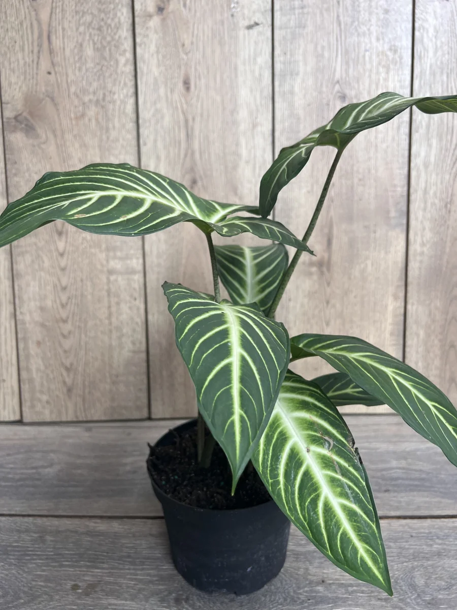 Xanthosoma Lindenii Magnificum Live Plant – Angel Wing Plant – 6 inch Pot - Image 4