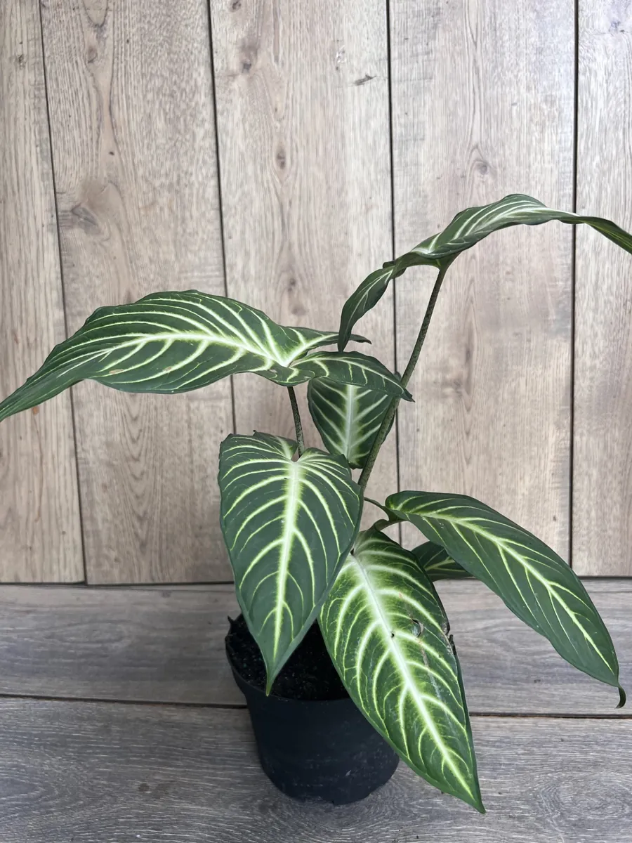 Xanthosoma Lindenii Magnificum Live Plant – Angel Wing Plant – 6 inch Pot - Image 5