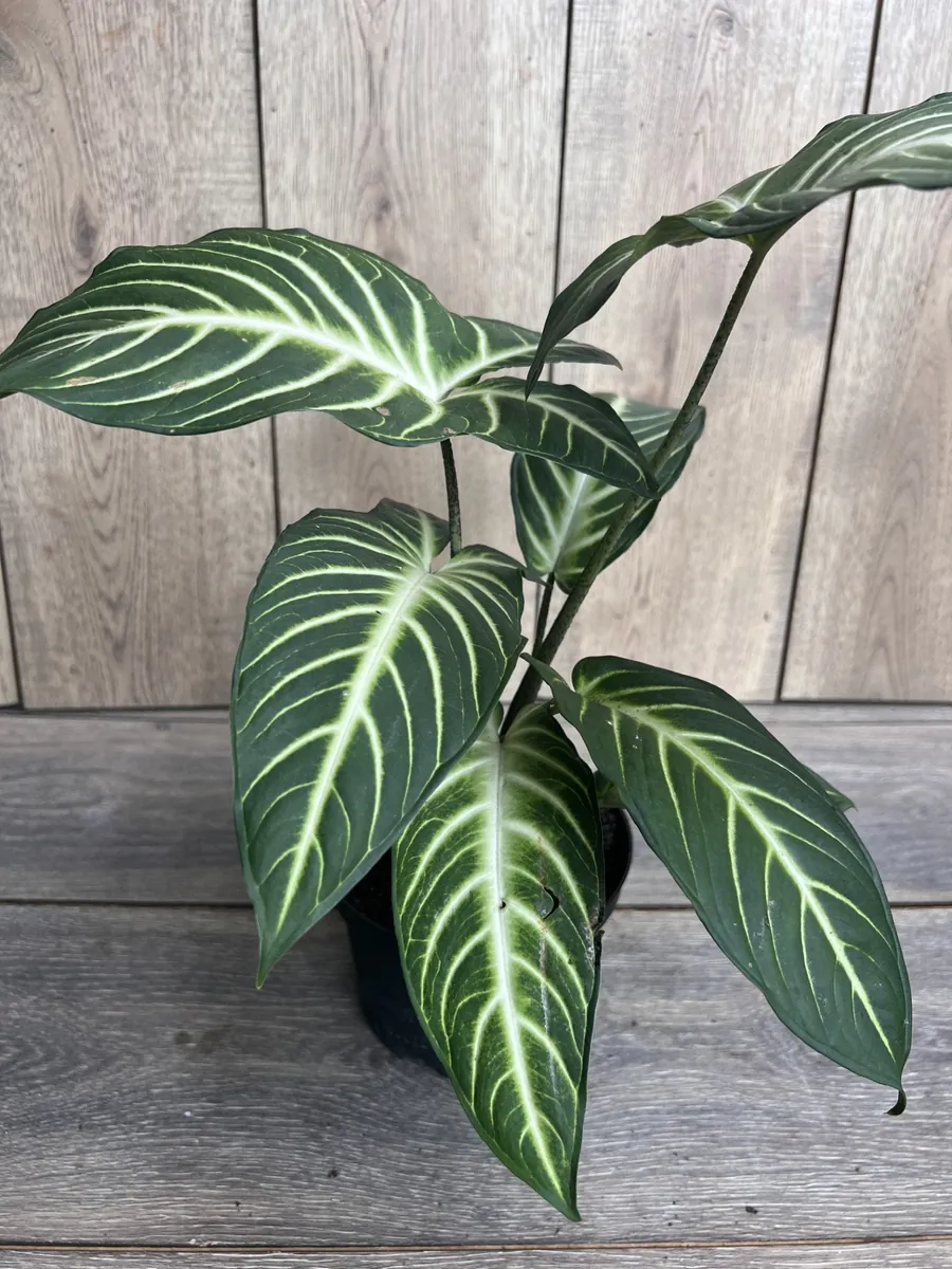 Xanthosoma Lindenii Magnificum Live Plant – Angel Wing Plant – 6 inch Pot - Image 1