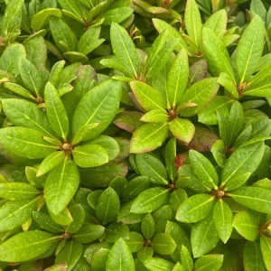 Yaku Prince Rhododendron Live Plant – Hardy Shrub – 4 inch Pot – Outdoor - Image 3