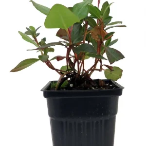 Yaku Prince Rhododendron Live Plant – Hardy Shrub – 4 inch Pot – Outdoor - Image 1