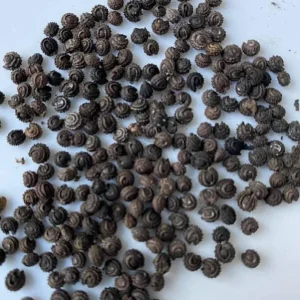 Yanang Vine Seeds - Tiliacora Triandra - Green Glass Jelly Vine Seeds - Culinary & Ornamental - Image 2