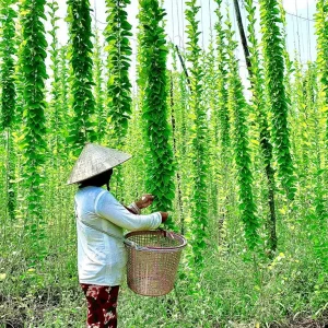 Yanang Vine Seeds - Tiliacora Triandra - Green Glass Jelly Vine Seeds - Culinary & Ornamental - Image 4