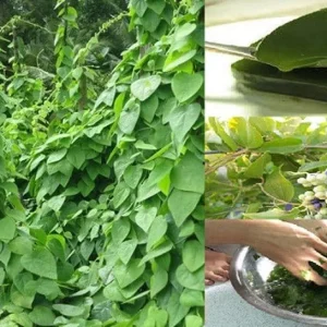 Yanang Vine Seeds - Tiliacora Triandra - Green Glass Jelly Vine Seeds - Culinary & Ornamental - Image 5