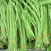Yard Long Green Bean Seeds - Non-GMO Vegetable Seeds, 12-16" Pods - Image 1
