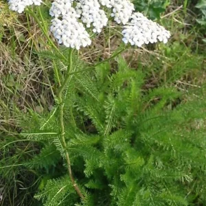Yarrow Achillea Millefolium Live Plant – Organically Grown – 3.5 inch Pot - Image 3