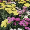 Yarrow Live Plant (Achillea Millefolium) - Healthy Starter, Perennial, Full Sun - Image 1