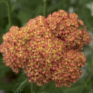 Yarrow Live Plant (Achillea Millefolium) - Healthy Starter, Perennial, Full Sun - Image 8