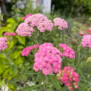 Yarrow Live Plant (Achillea Millefolium) - Healthy Starter, Perennial, Full Sun - Image 9