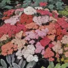 Yarrow Live Plant Achillea Millefolium - Perennial Herb for Pollinator & Cut Flower Gardens, Hardy Zones 3-9 - Image 1