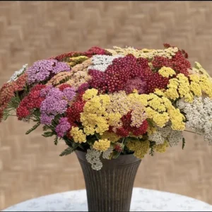 Yarrow Live Plant Achillea Millefolium - Perennial Herb for Pollinator & Cut Flower Gardens, Hardy Zones 3-9 - Image 6