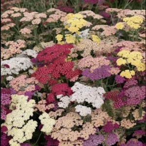 Yarrow Live Plant Achillea Millefolium - Perennial Herb for Pollinator & Cut Flower Gardens, Hardy Zones 3-9 - Image 7