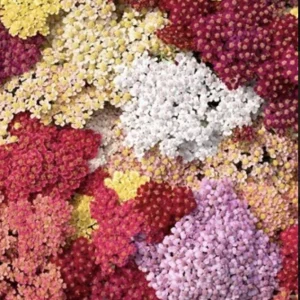 Yarrow Live Plant Achillea Millefolium - Perennial Herb for Pollinator & Cut Flower Gardens, Hardy Zones 3-9 - Image 8