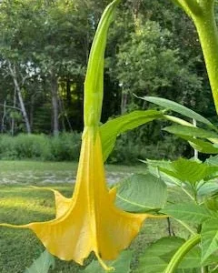 Yellow Angel Trumpet Live Plant - Fragrant Tropical Brugmansia, 4-inch Pot - Image 3