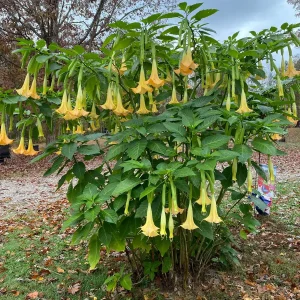 Yellow Angel Trumpet Live Plant - Fragrant Tropical Brugmansia, 4-inch Pot - Image 4