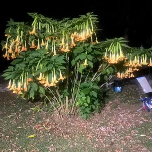 Yellow Angel Trumpet Live Plant - Fragrant Tropical Brugmansia, 4-inch Pot - Image 5