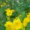 Yellow Bells Live Plant (Tecoma stans) – 12" Tall – 4" Pot – Outdoor Shrub - Image 1