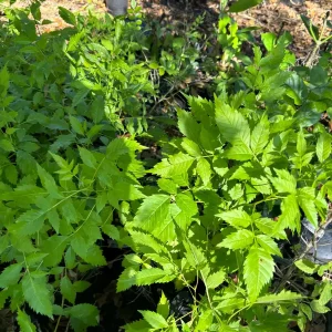 Yellow Bells Live Plant (Tecoma stans) – 12