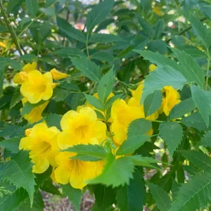 Yellow Bells Live Plant (Tecoma stans) 12
