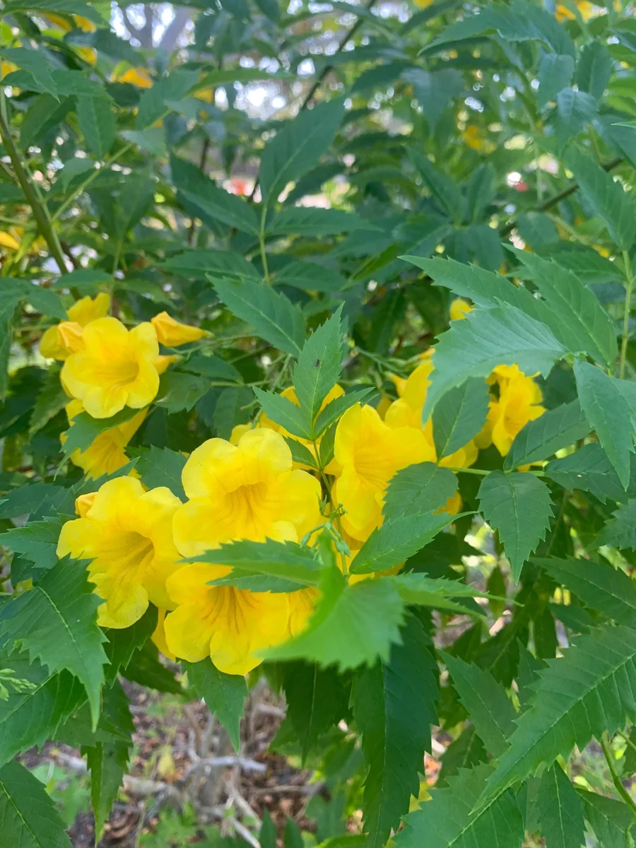 Yellow Bells Live Plant (Tecoma stans) 12" Tall in 4" Pot - Outdoor Shrub - Image 2