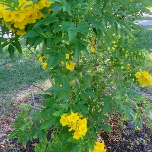 Yellow Bells Live Plant (Tecoma stans) 12