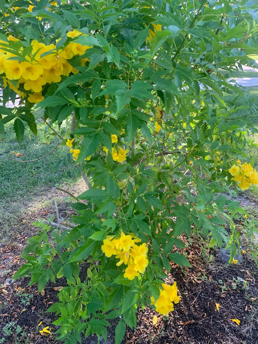 Yellow Bells Live Plant (Tecoma stans) 12" Tall in 4" Pot - Outdoor Shrub - Image 3